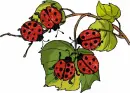 Bugs