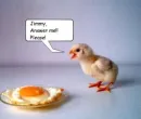Chick talking to egg