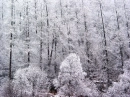 Winter,Trees
