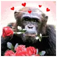 monkey love