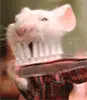 cute