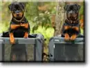 rottwelier