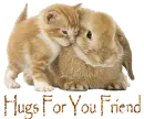 bunny kitty hugs