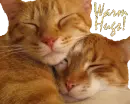 Warm kitty hugs