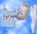 cute kitten