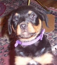 Rotteweiler puppy