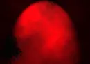 red_tree