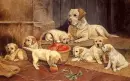 puppyes