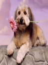 lovely dog