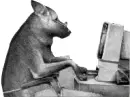 dog is doing work 