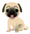cute small dog