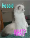 kitty he said what?