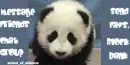 Baby Panda