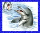 glitter dolphin in the sea