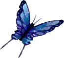 Julie's Butterfly