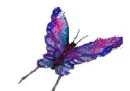 multicolored butterfly