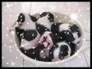 Puppy Eating Paw