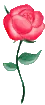 pink rose