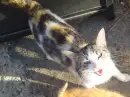 cat