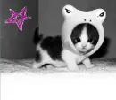 Kitten