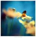 bee in a flower