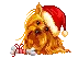 cute puppy