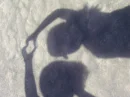 Shadow Love