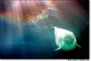whale with rainbows in water
