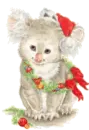 baby koala