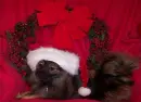  CHRISTMAS DOG