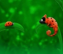 ladybug twin