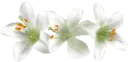 lilly
