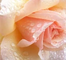Ice Rose