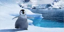 Pinguin Happy Feet