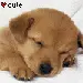 puppy face