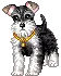 mini schnauzer