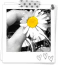 pretty daisies