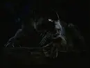 animal