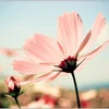 Pink flower