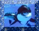 Random Picture My frined Made, Orcas