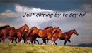 Running Horses