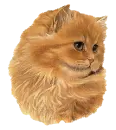 CATS LOVER