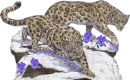 BIG CATS