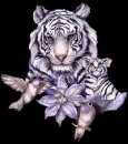 BIG CATS