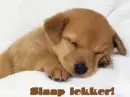 dieren