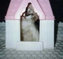 my house shrunk help me