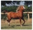 Pony lookin cute