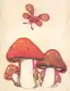 shrooms