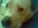 nene my pitbull