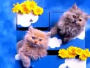 kittens